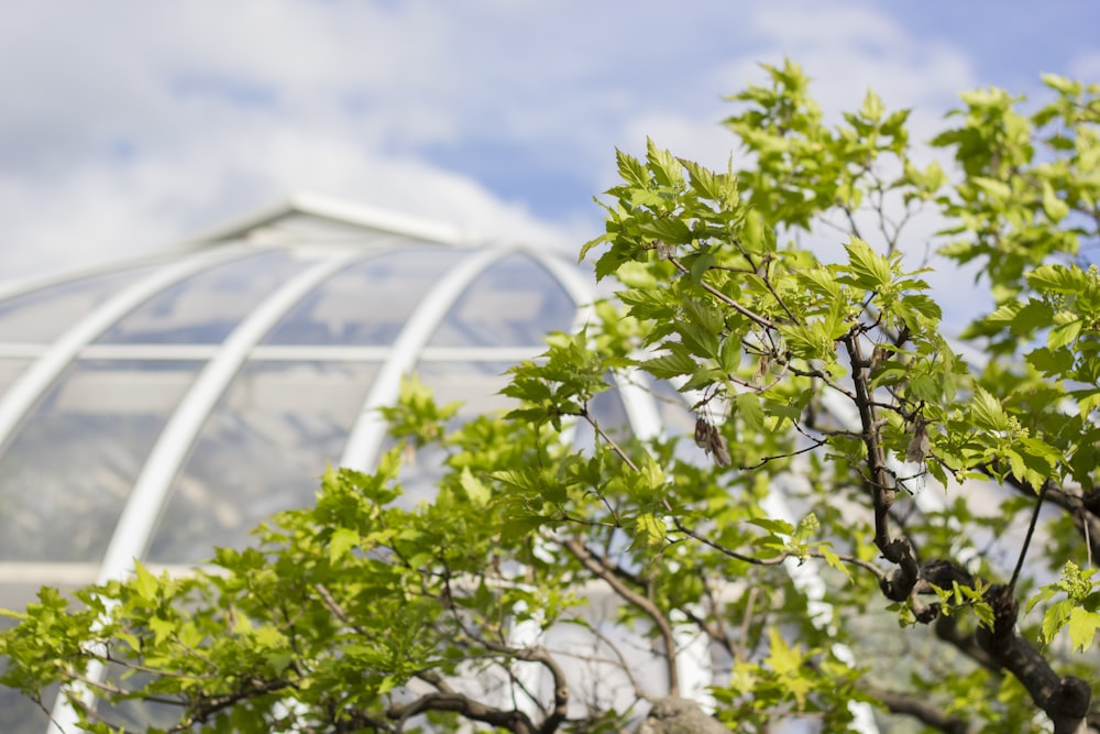 selective focus photography green leafed tree