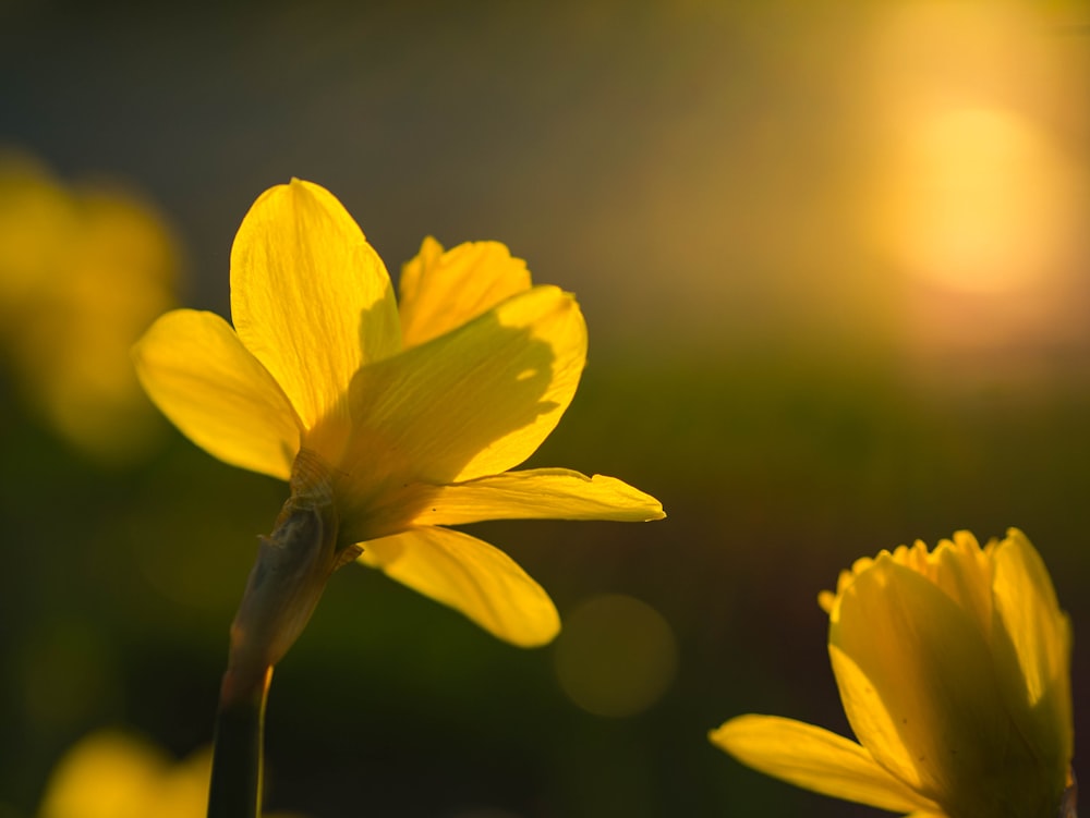 selective focus photography of yellow flowers