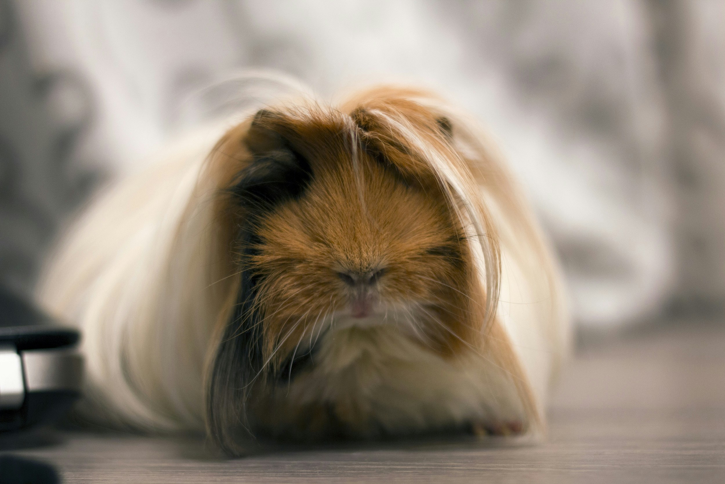 Free Unsplash photo from Ivan Televny