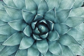 all living beings grow through calm and stillness