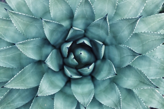 agave farmer in california