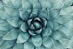 green leafed plant
