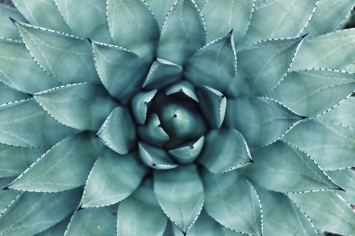 Cultivo de frutas cítricas