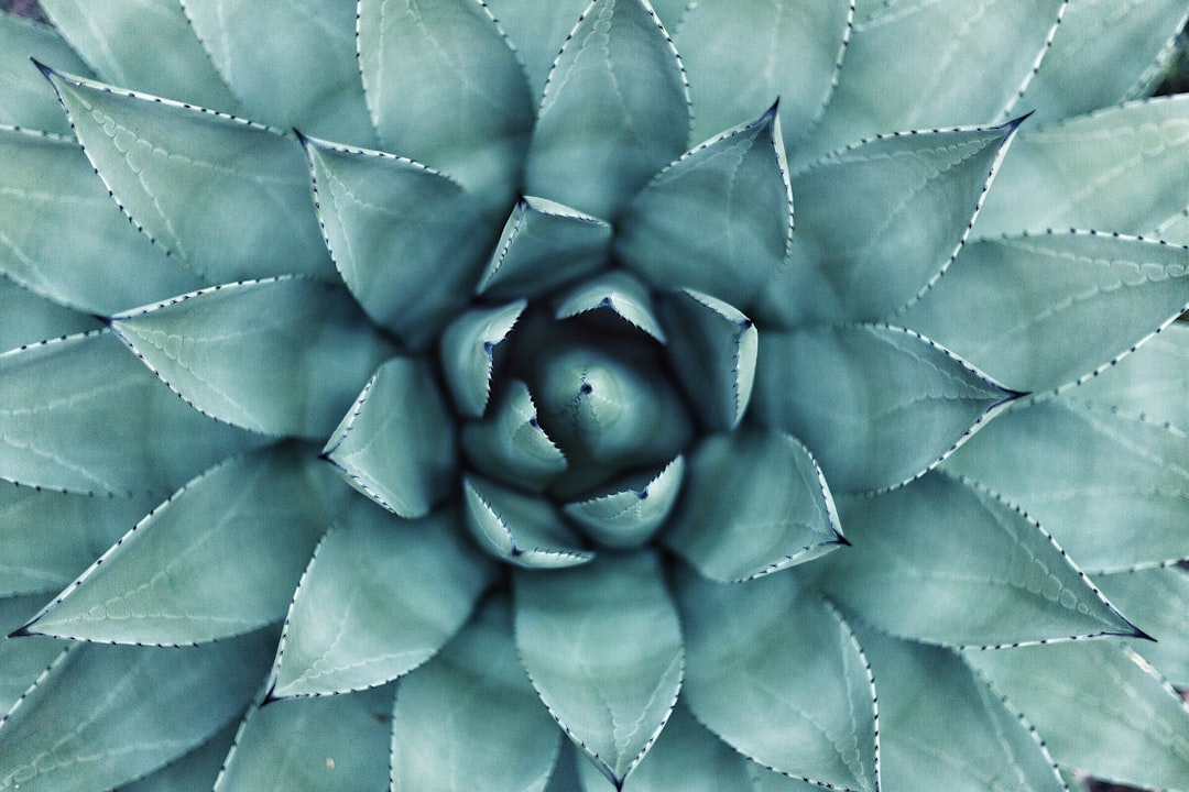 green leafed plant, Succulent center in macro