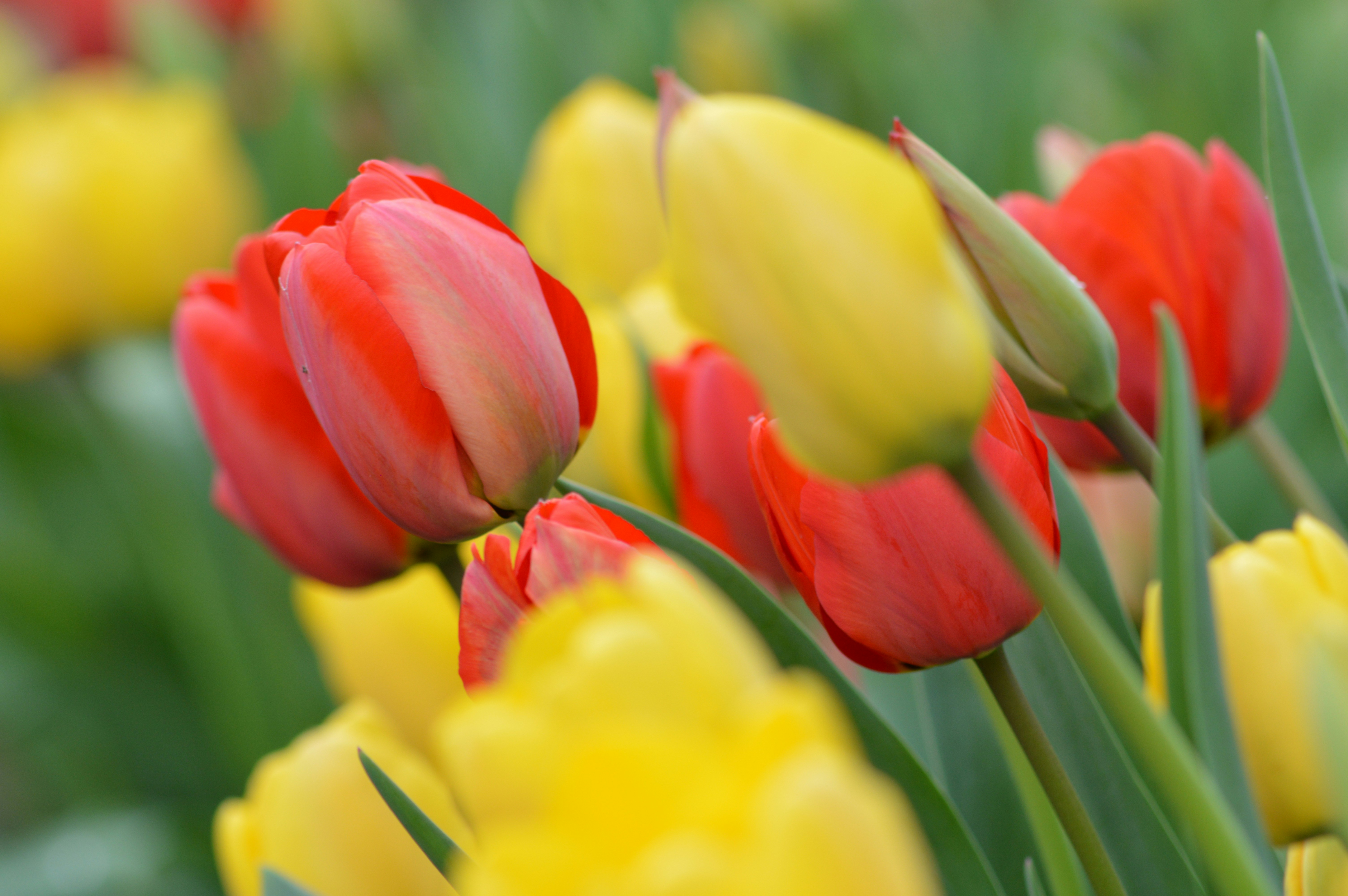 Free Unsplash photo from Pierluigi Ubezio