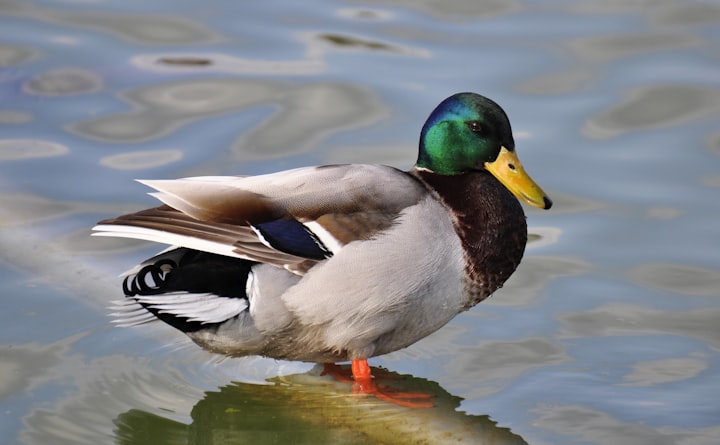 Why Ducks are Smarter than Humans