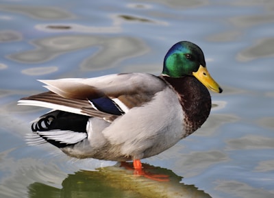 green, gray, and brown mallard duck in body of water