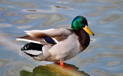 green, gray, and brown mallard duck in body of water duck teams background