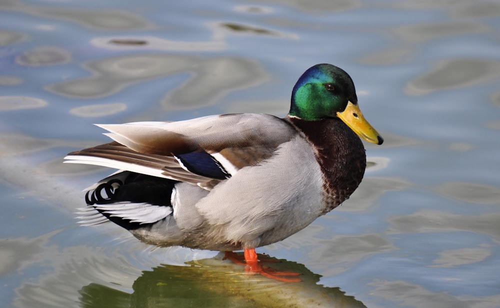 green, gray, and brown mallard duck in body of water