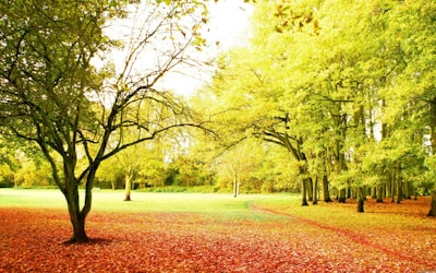 A serene landscape showing a quiet park in autumn.