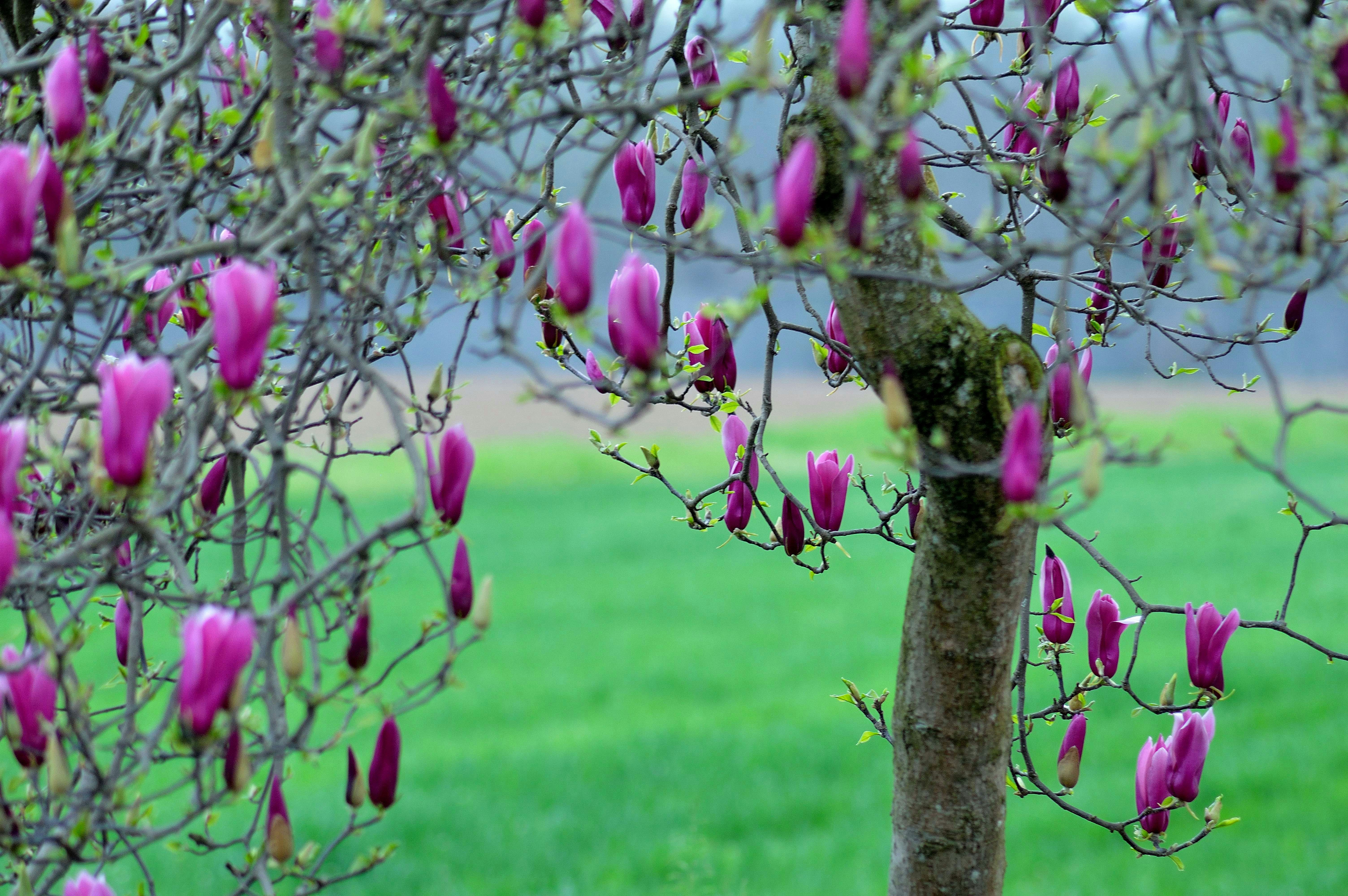 Free Unsplash photo from Pierluigi Ubezio