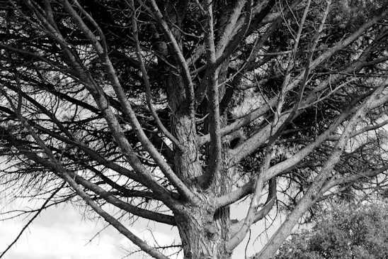 A detailed family tree diagram showcasing numerous family members.