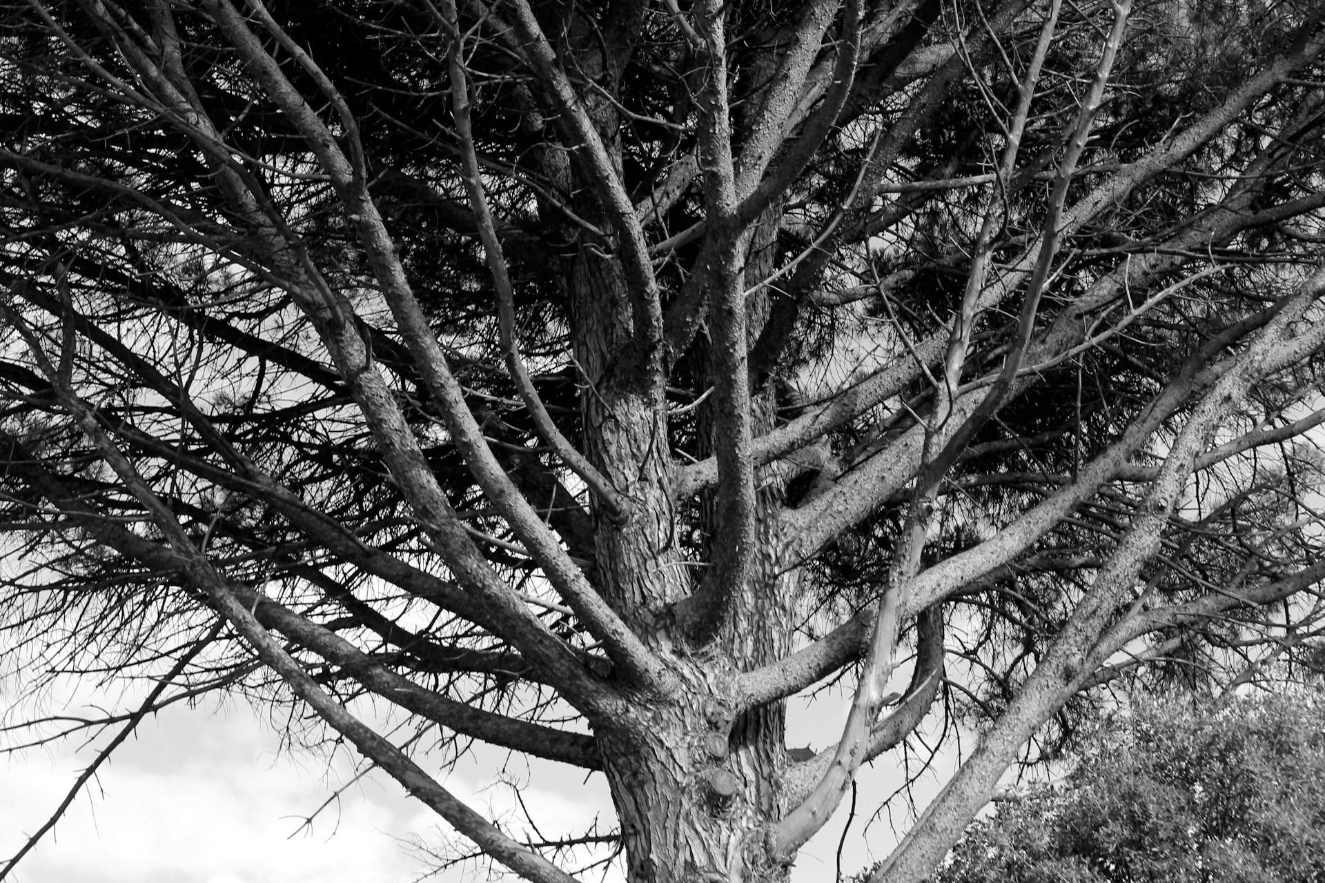 black and white bed linen