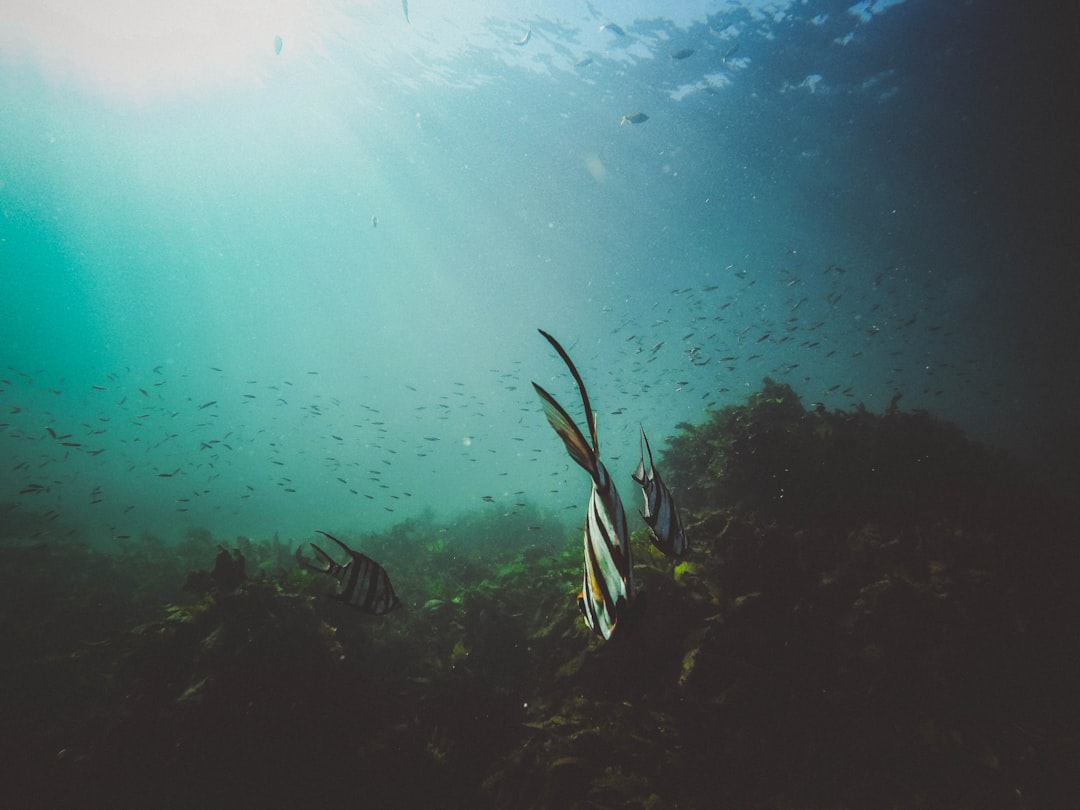 fishes underwater,