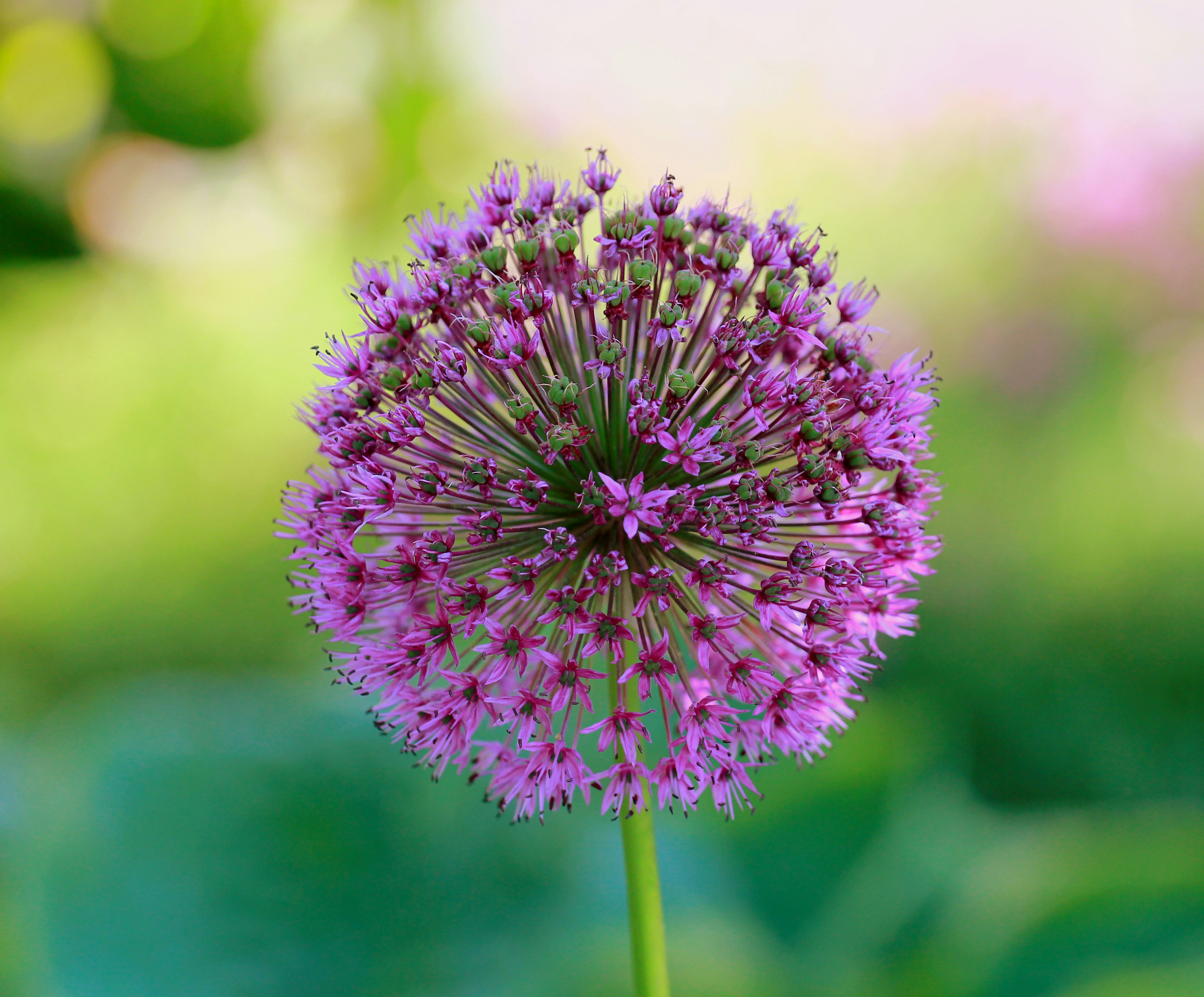 Free Unsplash photo from Uthpala Shyamendra