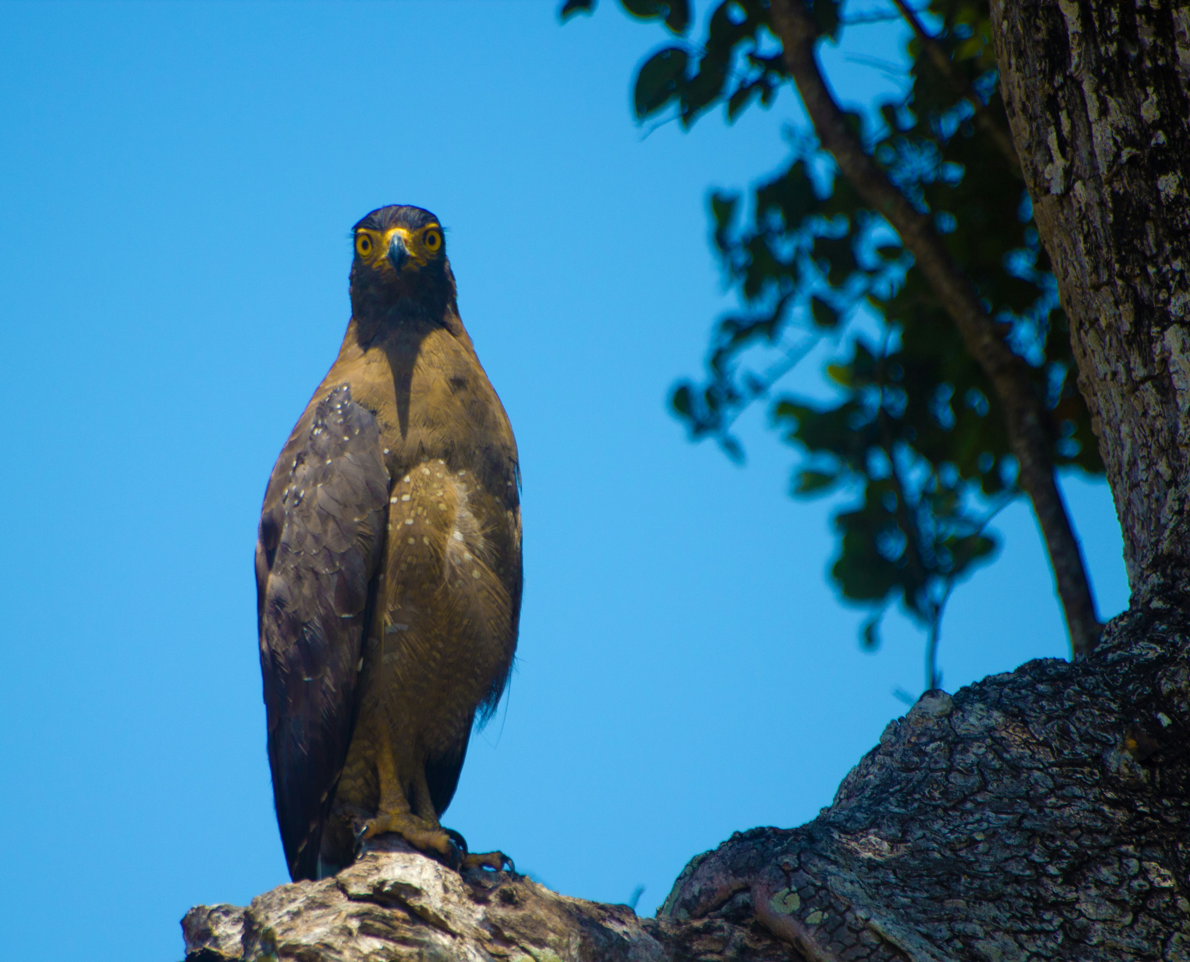 Free Unsplash photo from Uthpala Shyamendra