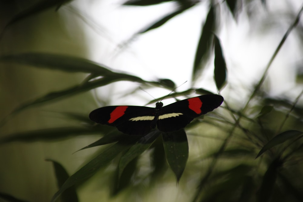 Uma borboleta preta e vermelha em uma árvore.