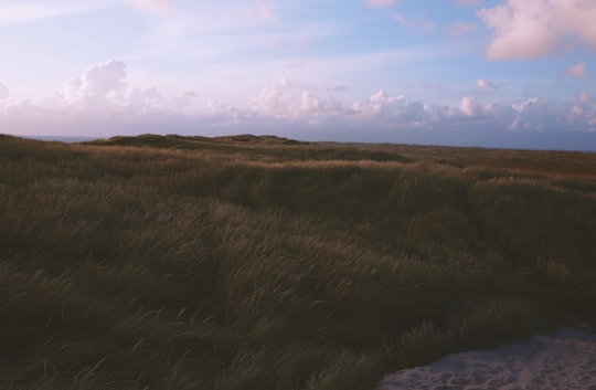 green open field under white clouds in Hvide Sande Denmark