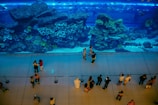 A large aquarium with vibrant coral reefs and various species of fish is viewed from above. Behind a glass wall, people stand at a distance, marveling at the marine life. The lighting casts a blue hue over the entire scene, highlighting the aquatic display.