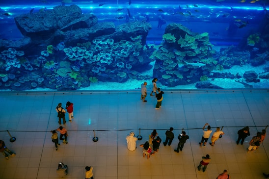 A stunning display of colorful saltwater fish and corals in a beautifully designed aquarium.