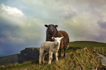 young and adult sheep standing on mountain