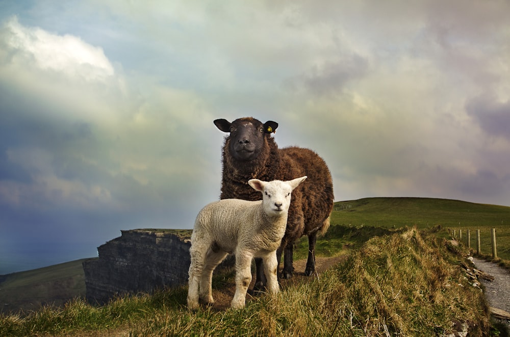 山の上に立つ若い羊と大人の羊
