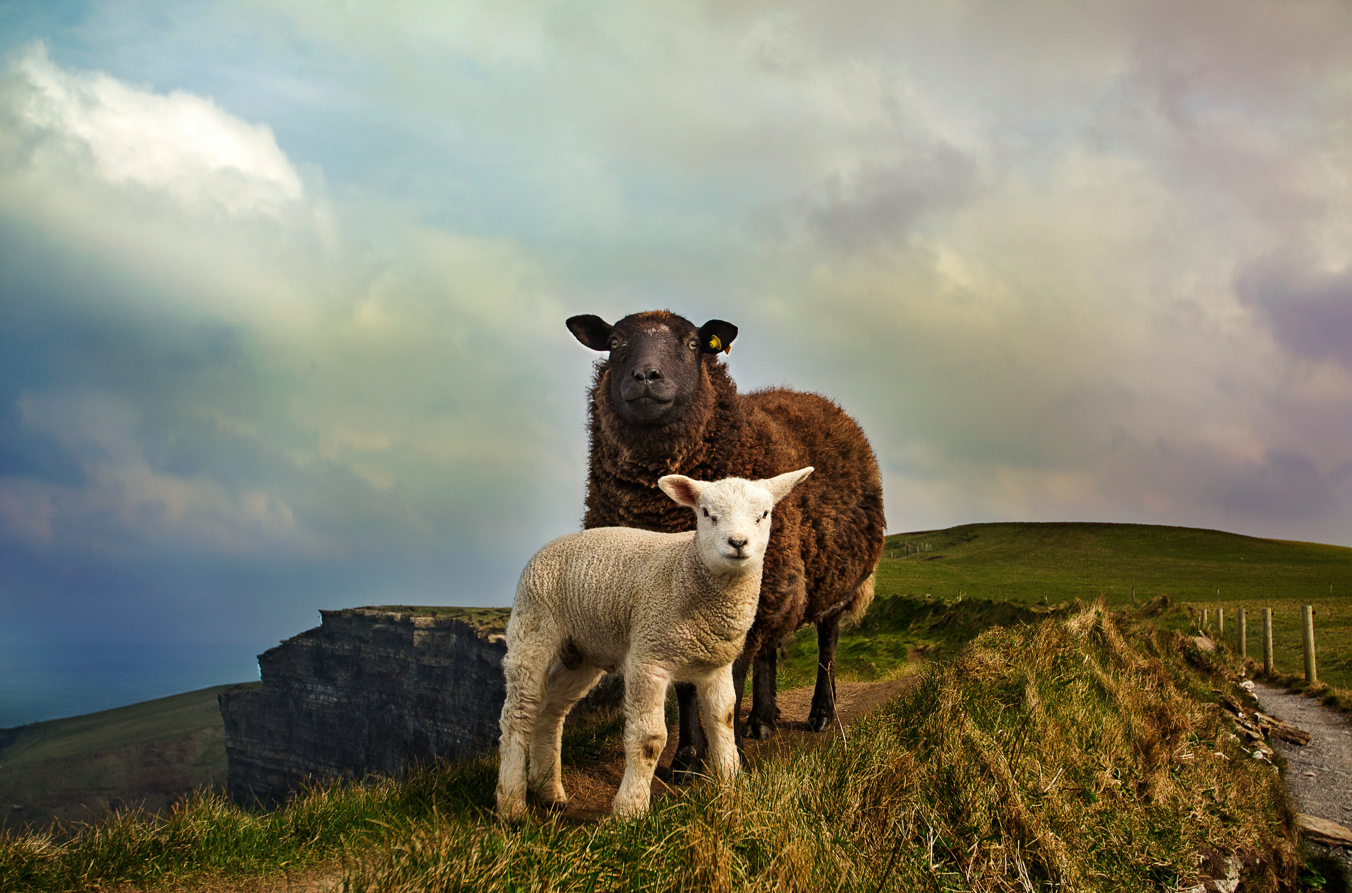 Sheep and lamb on hill