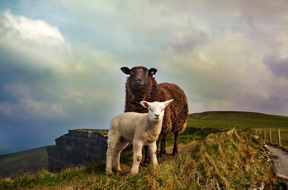 young and adult sheep standing on mountain