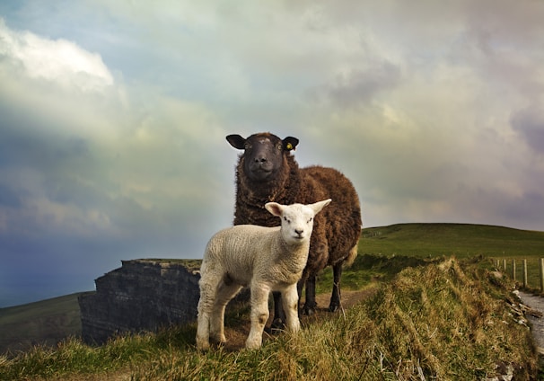 young and adult sheep standing on mountain