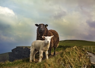 young and adult sheep standing on mountain