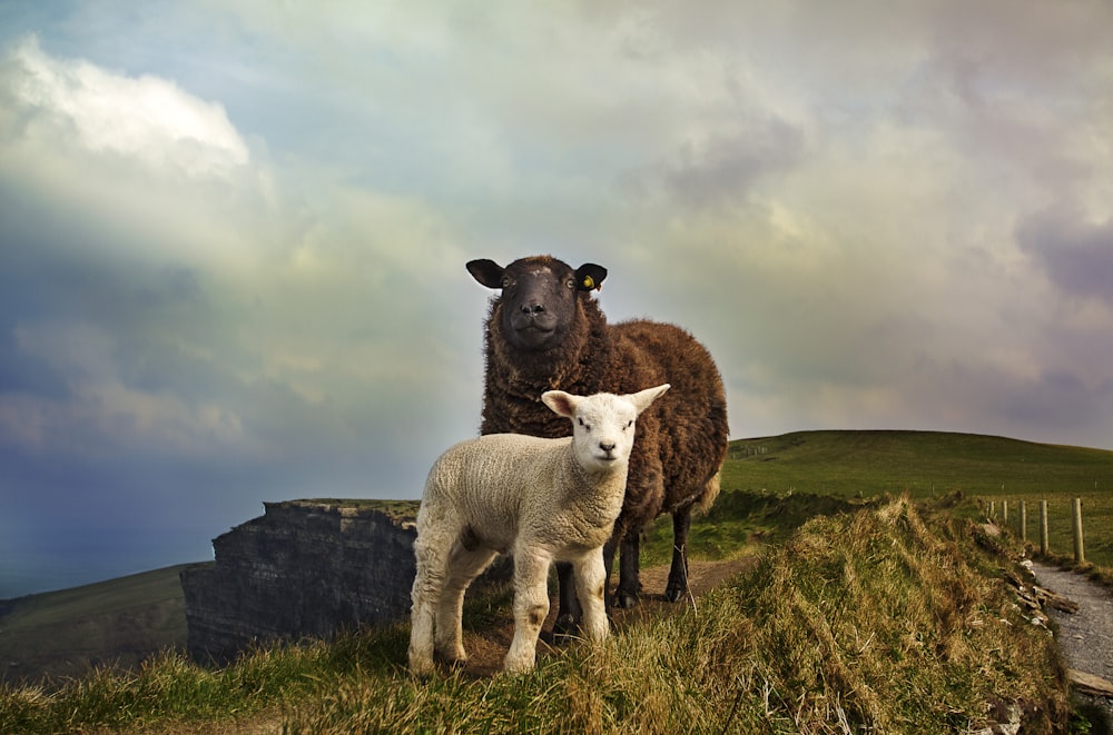 young and adult sheep standing on mountain