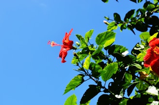 A vibrant field of hibiscus flowers under a clear blue sky.