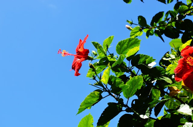 A vibrant field of hibiscus flowers under a clear blue sky.
