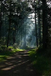 A serene forest path bathed in soft morning light, inviting calm and reflection.