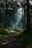 A serene forest path bathed in soft morning light, inviting calm and reflection.