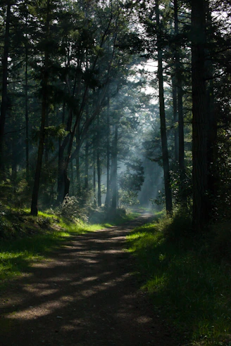 A serene path winding through an ancient forest bathed in soft morning light.