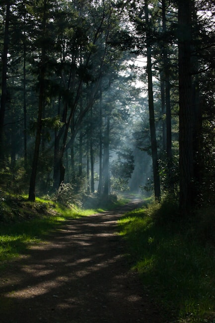A serene forest path bathed in soft sunlight filtering through tall, dense trees. The path is lined with lush greenery, with patches of sunlight creating a dappled effect on the ground. Misty beams of light add a mystical atmosphere to the scene.
