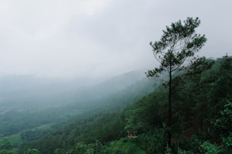 A serene landscape showcasing lush green forests and mountains.