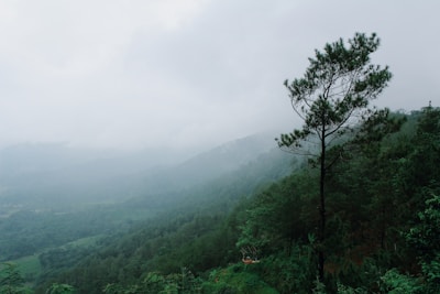 A serene landscape showcasing lush green forests and mountains.