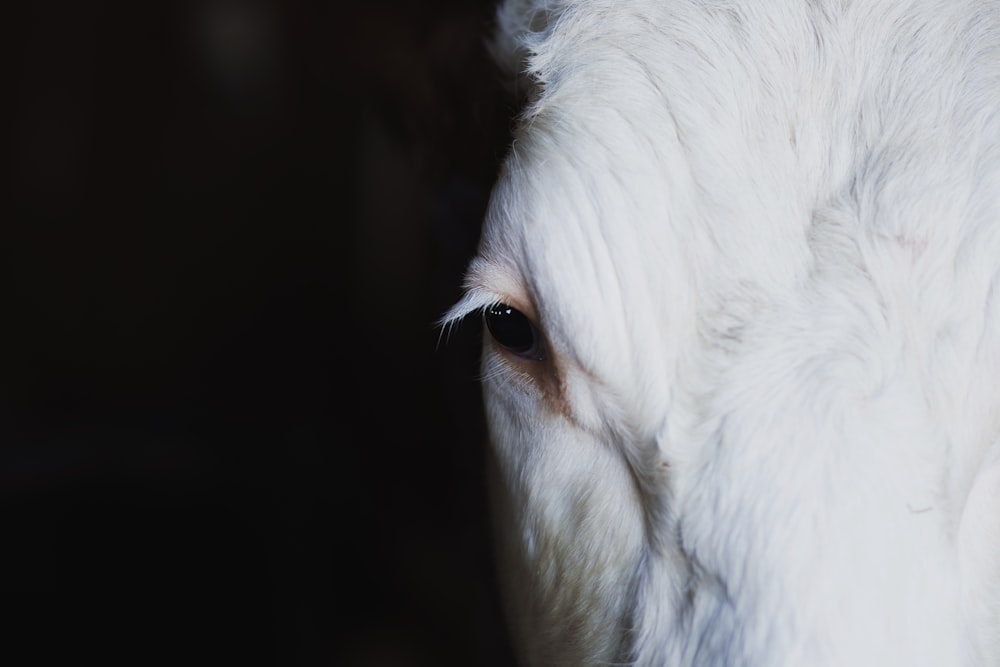 白い動物のクローズアップ写真