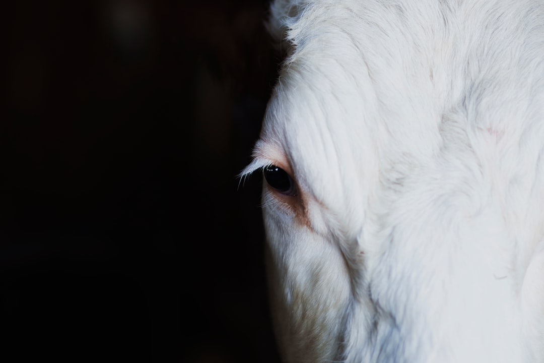 close-up photograph of white animal