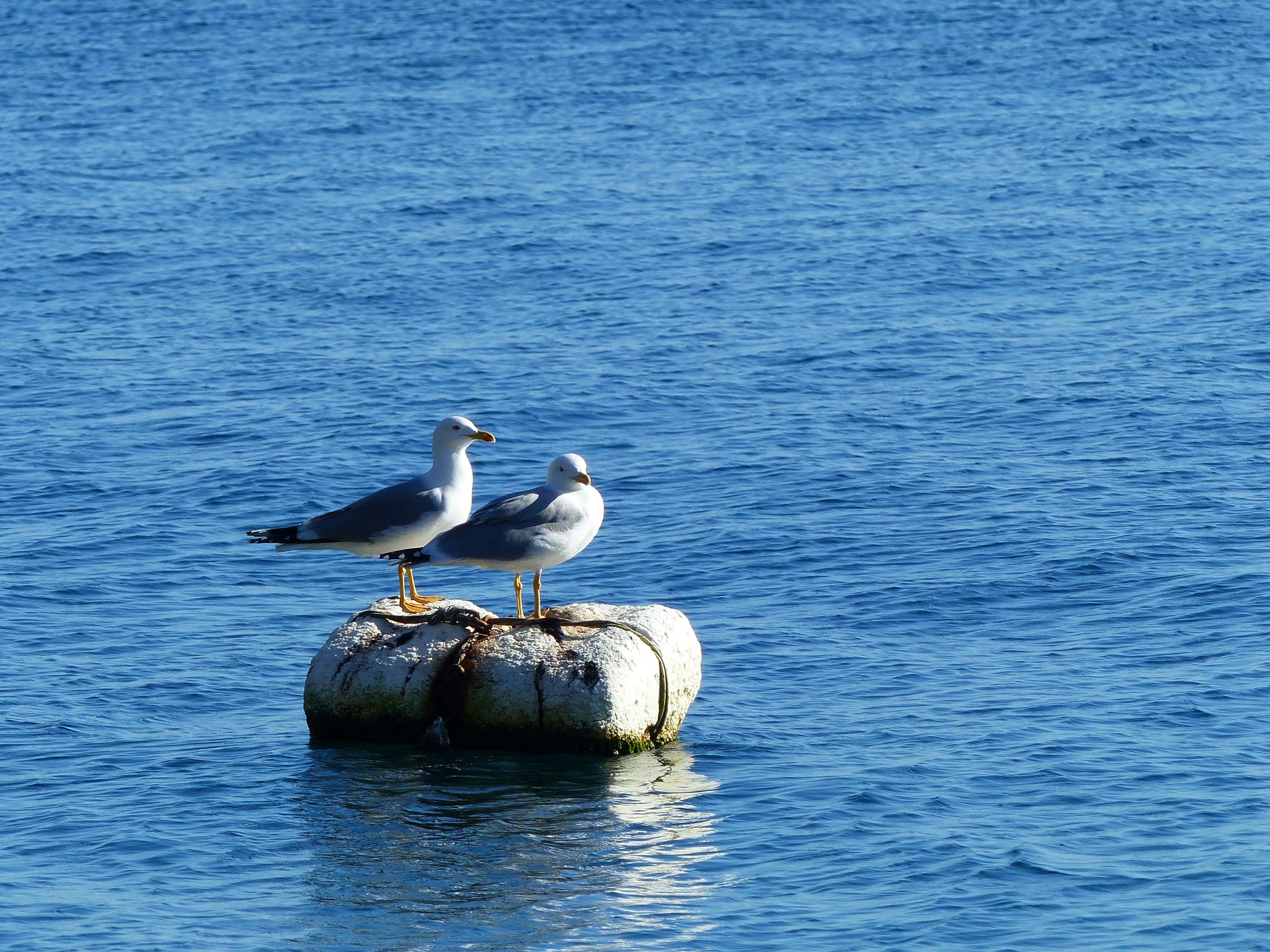 Free Unsplash photo from Alex Chris