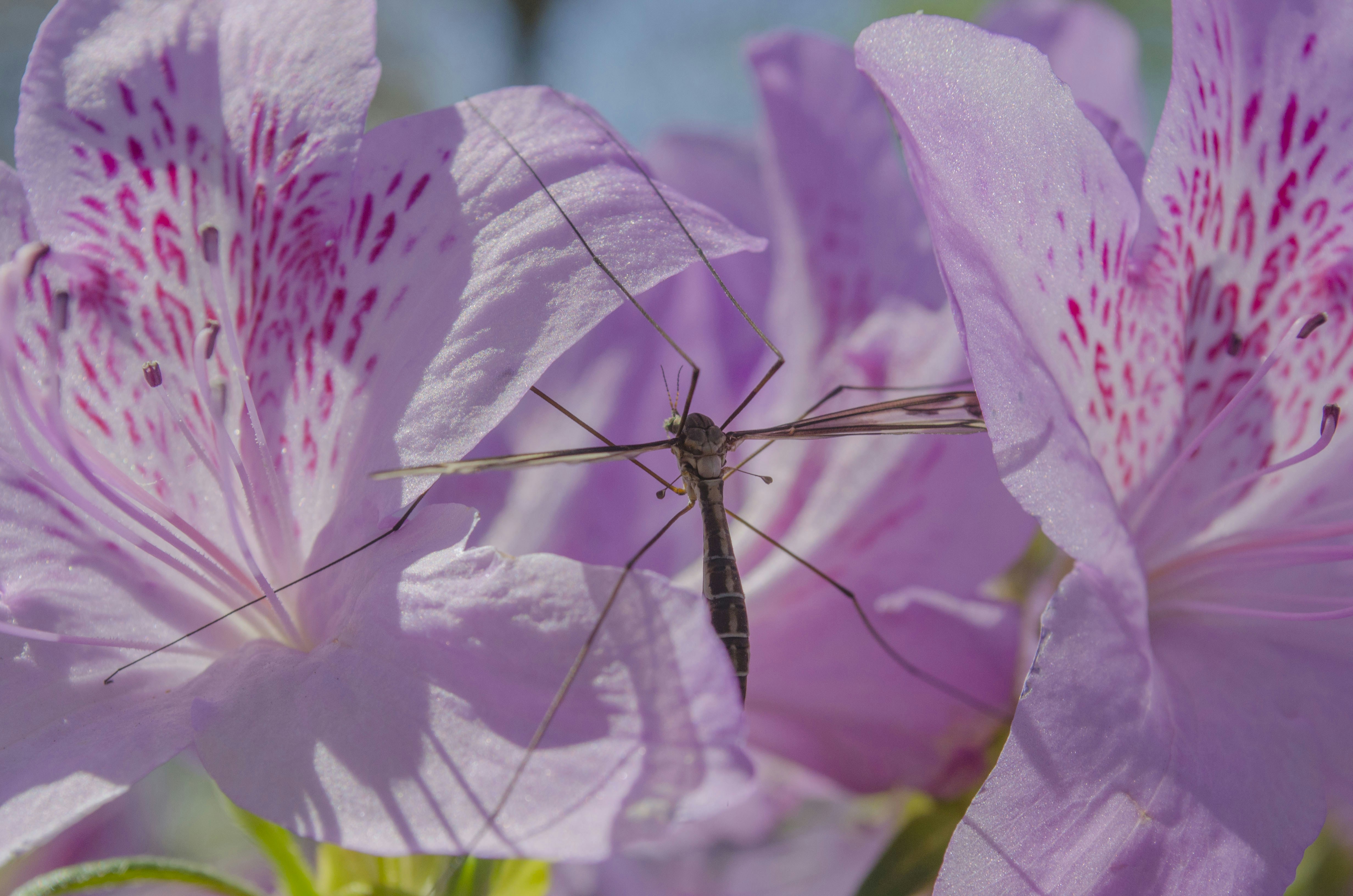 Free Unsplash photo from nathan Scott