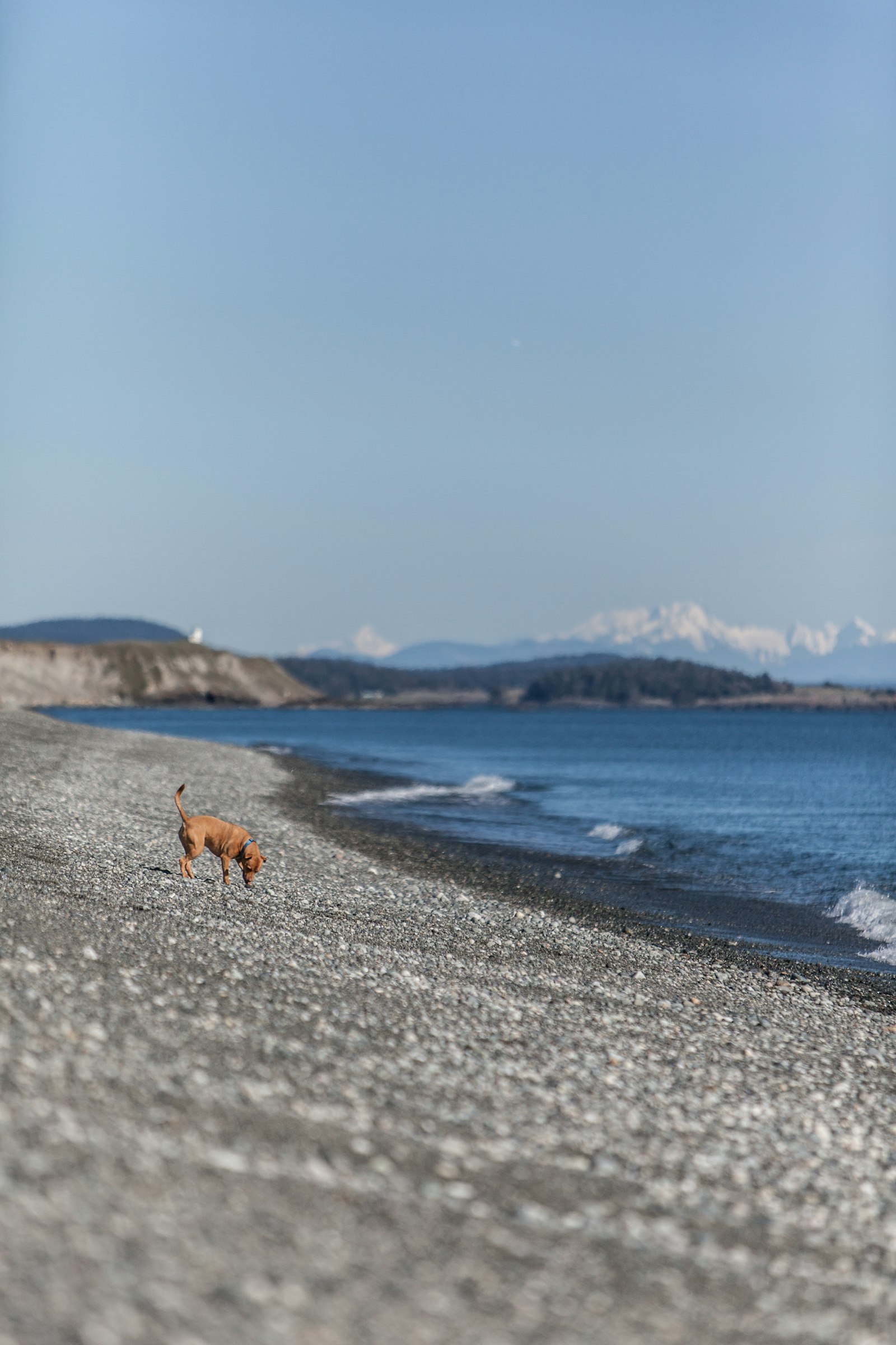 Canon EOS 5D Mark II + Canon EF 70-200mm F2.8L IS USM sample photo. Brown dog on shore photography