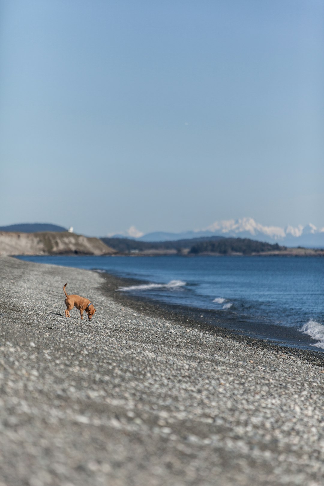 photo of San Juan Island Beach near Lime Kiln Point State Park