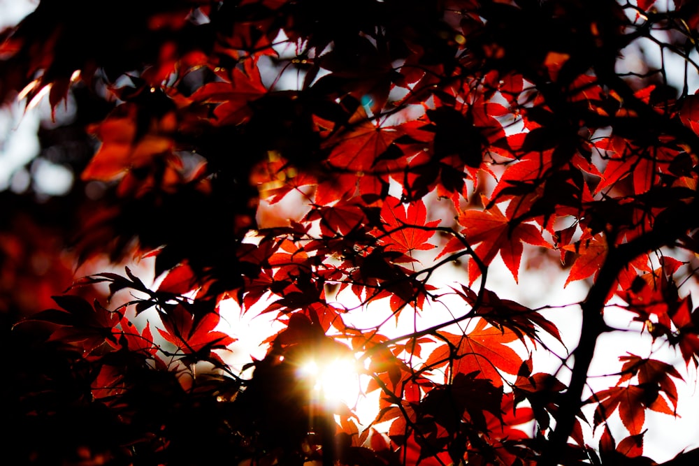 red flower photography during daytime