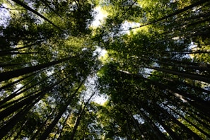 A panoramic view of a regenerating forest with sunlight filtering through tall trees