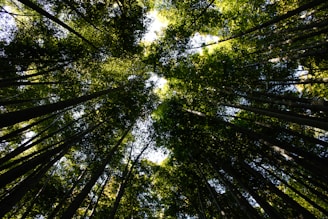 A panoramic view of a regenerated forest with sunlight filtering through tall trees.