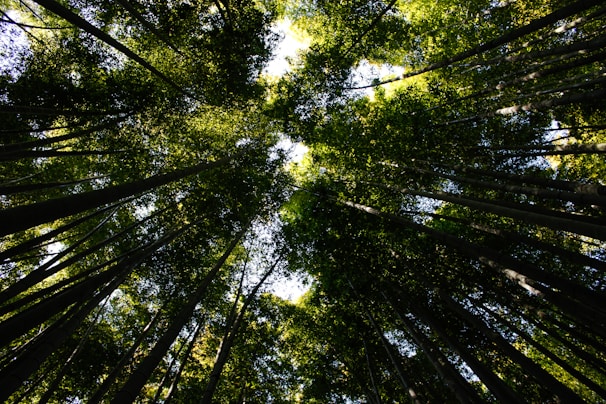 A panoramic view of a regenerated forest with sunlight filtering through tall trees.
