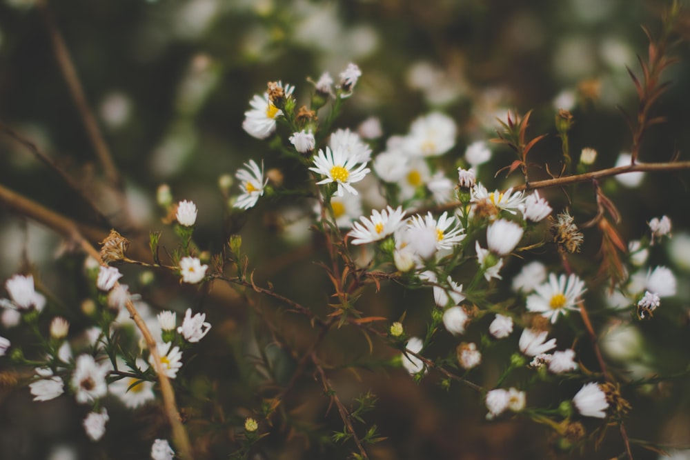 weiße Schleierkrautblumen, die tagsüber blühen